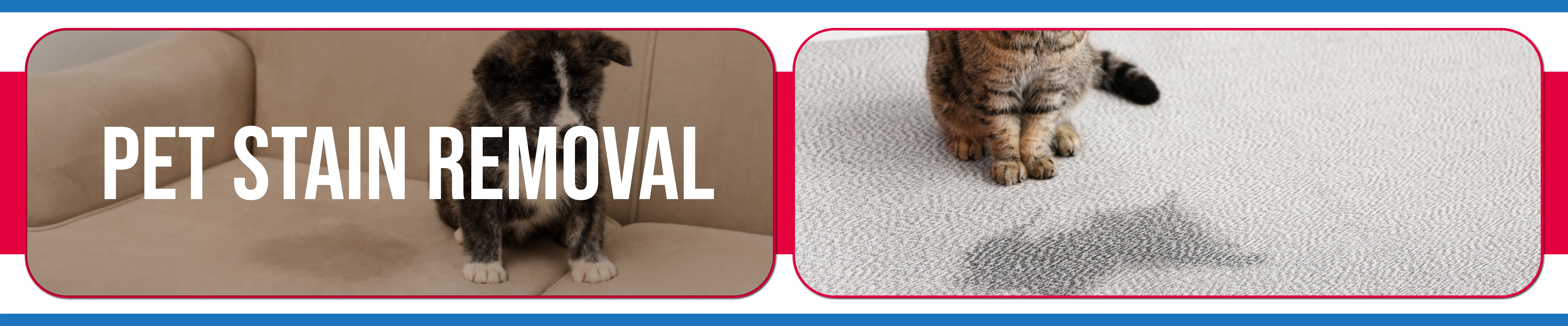 carpet cleaning in Nassau, carpet cleaner in Nassau, carpet cleaners in Nassau, carpet cleaners in new york, commercial carpet cleaning, commercial carpet cleaning in Nassau, rug cleaning in Nassau,rug cleaners Nassau, Nassau rug cleaners, rug cleaning services in Nassau, same day carpet cleaning,pet cleaning in Nassau, pet cleaner in Nassau, pet cleaners in Nassau, pet cleaners in new york, organic cleaning in Nassau, organic cleaner in Nassau, organic cleaners in Nassau, organic cleaners in new york, mattress cleaning in Nassau, mattress cleaner in Nassau, upholstery cleaners in Nassau, upholstery cleaners in new york, Miscellaneous cleaning in Nassau, Miscellaneous cleaner in Nassau, bed bug cleaners in Nassau, bed bug cleaners in new york, damage service in Nassau, allergy control in Nassau, same day rug cleaning