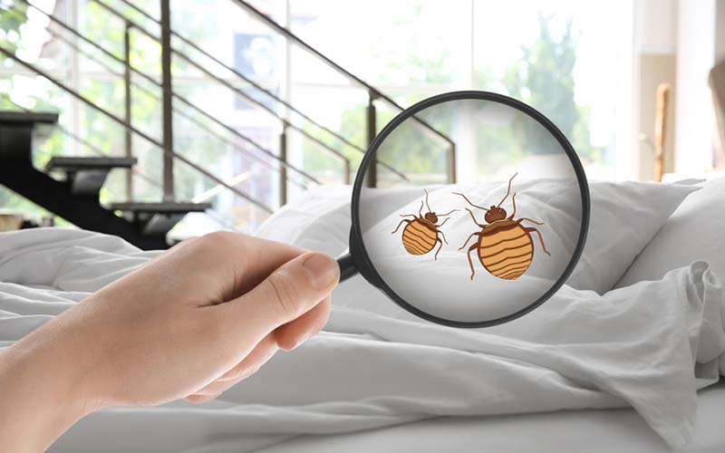 carpet cleaning in Nassau, carpet cleaner in Nassau, carpet cleaners in Nassau, carpet cleaners in new york, commercial carpet cleaning, commercial carpet cleaning in Nassau, rug cleaning in Nassau,rug cleaners Nassau, Nassau rug cleaners, rug cleaning services in Nassau, same day carpet cleaning,pet cleaning in Nassau, pet cleaner in Nassau, pet cleaners in Nassau, pet cleaners in new york, organic cleaning in Nassau, organic cleaner in Nassau, organic cleaners in Nassau, organic cleaners in new york, mattress cleaning in Nassau, mattress cleaner in Nassau, upholstery cleaners in Nassau, upholstery cleaners in new york, Miscellaneous cleaning in Nassau, Miscellaneous cleaner in Nassau, bed bug cleaners in Nassau, bed bug cleaners in new york, damage service in Nassau, allergy control in Nassau, same day rug cleaning